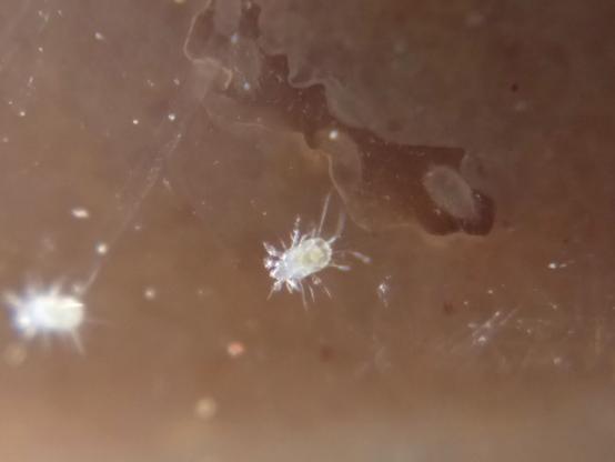 A mite crawls on the outside of the container. On the inside, several much rounder, smoother-looking and somewhat smaller mites—probably an earlier life stage—line a tiny tunnel or cranny that has formed in the fruit fly medium.