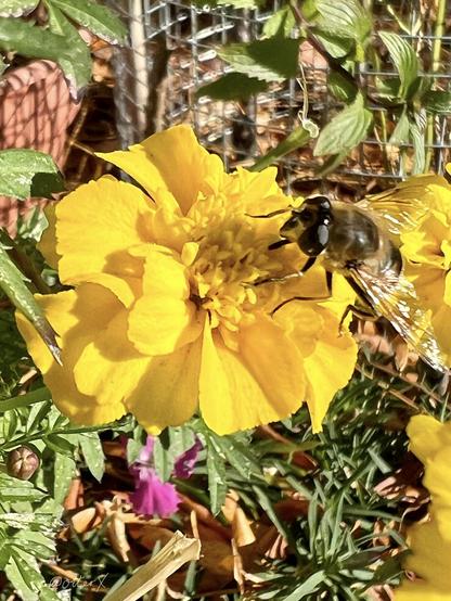 Closeup of a bright yellow marigold flower with a drone fly dining on it. The fly has a bee-mimic color body and large black eyes, its wings spread out like that of a paper airplane. Cool looking fly.