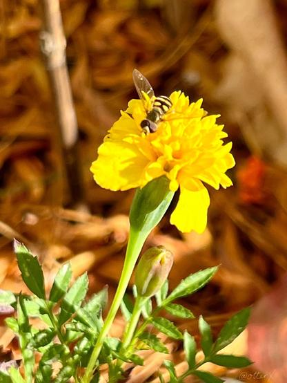 Closeup of a bright yellow marigold flower with a tiny black and yellow fly on it. A smaller version of the bee-mimic fly I posted earlier.