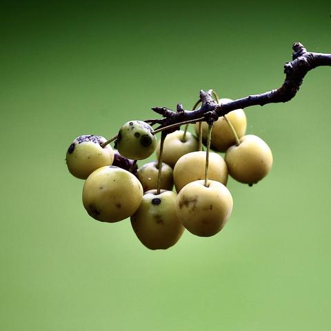 Those small yellow  Crab Apples are still hanging on.
They are the size of a cherry.
Most of them are on the floor, but some simply resist.
Temperature is a problem here in Yorkshire. One day mild and the next quite chilly.