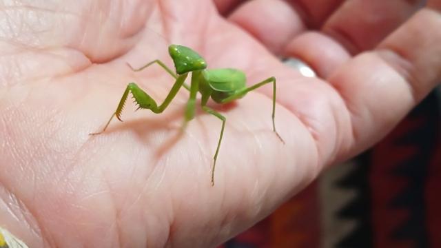 A bright green praying mantis perched in the palm of my hand. There's an orange & red kelim in the background.
