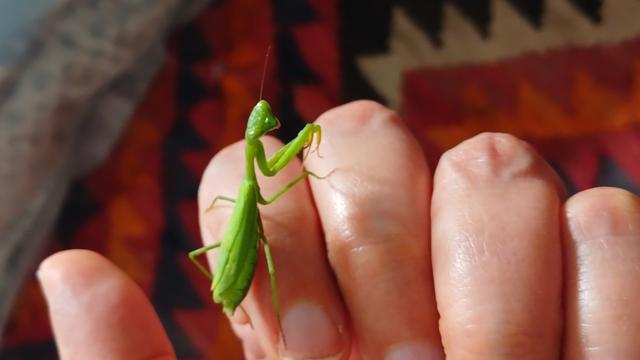 A bright green praying mantis perched on my knuckles. There's an orange & red kelim and a bit of pale blue duvet in the background.