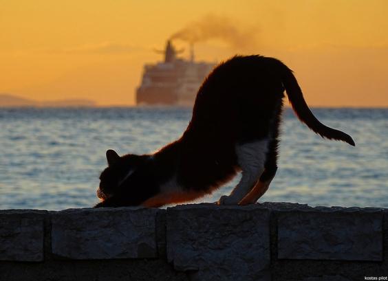 Location:Patras city coast/Peloponnese/Greece.
________________________________
Thanks for faves and comments!!😀