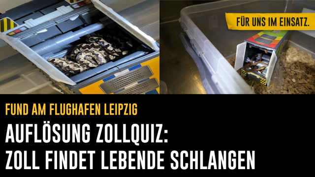 Bild: Collage von zwei Bildern. Die gefundenen Schlangen in den Spielzeugfahrzeugen.
Text: Fund am Flughafen Leipzig / Auflösung Zollquiz: Zoll findet lebende Schlangen