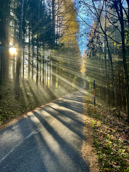 Sonnenstrahlen zwischen Bäumen hindurch auf die Bergstraße