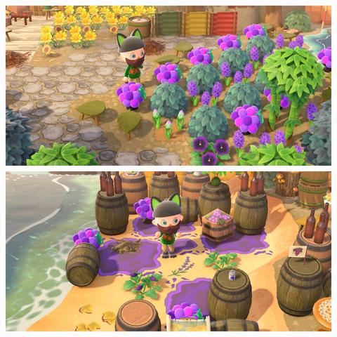 Collage of two Animal Crossing: New Horizons screenshots stacked vertically. Both screenshots have a human villager who is bald, Pirate bearded, and wearing an overall outfit including black cat ears and a green sweater as though they are cosplaying as Kiki. Both images show the same human islander in areas that include grape hats and barrels to make it look like a grape farm (above image) or an area where wine is being prepared (lower image).