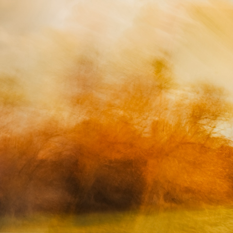 Orange coloured intentional camera movement image of trees by my river