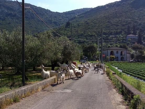 Strada di campagna occupata da un piccolo gregge di capre, intente a mangiare qualsiasi tipo di erba e fogliame: alcune, infatti, stanno addentando le foglie di un albero.