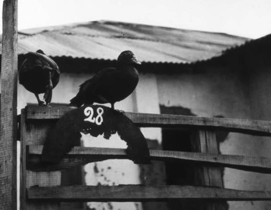 The image depicts two pigeons perched on wooden slats of a fence. One pigeon is standing upright and appears to be looking towards the camera, while the other has its head down as if it's resting or pecking at something out of frame. On one of the horizontal bars where the second pigeon sits, there is an object with the number "28" written on it in a bold font. The background features what appears to be corrugated metal roofing and walls, suggesting that this scene may take place near residential or commercial buildings.