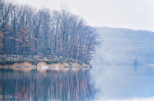 Quiet mood. Bare trees in early morning fog.