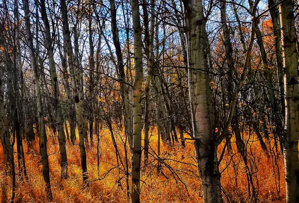Late Autumn. Bur for a few stragglers hanging on, most of the yellow leaves have fallen from the trees in this aspen grove.
It is a sunny day with the sun low in the sky providing backlight to the stark tree trunks and brightly highlighting the dry forest grass, giving it a rich orange golden glow.