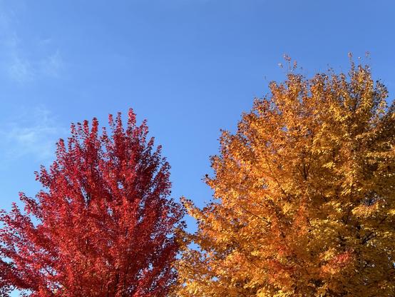 Two maple trees in brilliant fall colors. The smaller one to the left is scarlet red, and the bigger one is yellow with tinges of orange gold. The sky is blue, not light and not deep, and there is a little wisp of cloud.
