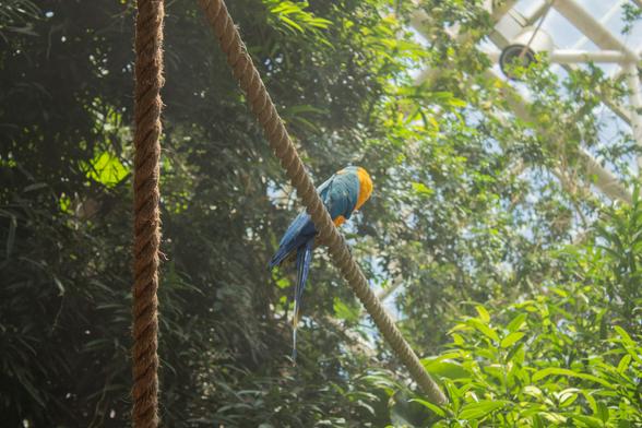 blue and yellow bird sitting on a thick rope looking away from the camera.