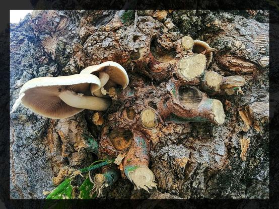 funghi cresciuti su un tronco di un albero