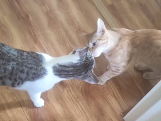 Gizmo, a grey and white kitten bumping noses with Macaroni, a ginger kitten
