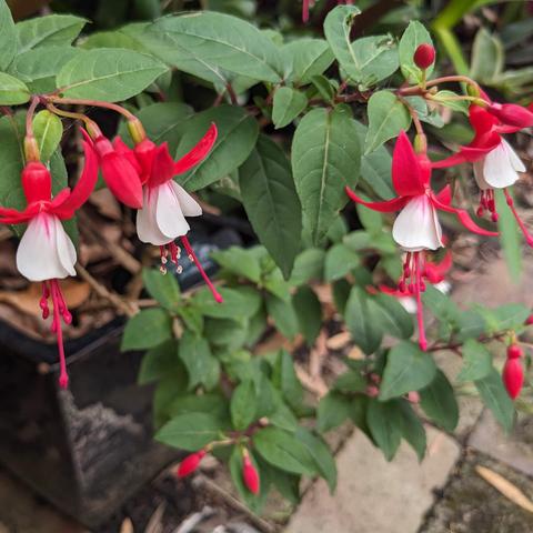 Red fuchsia with straight white skirt and red veins