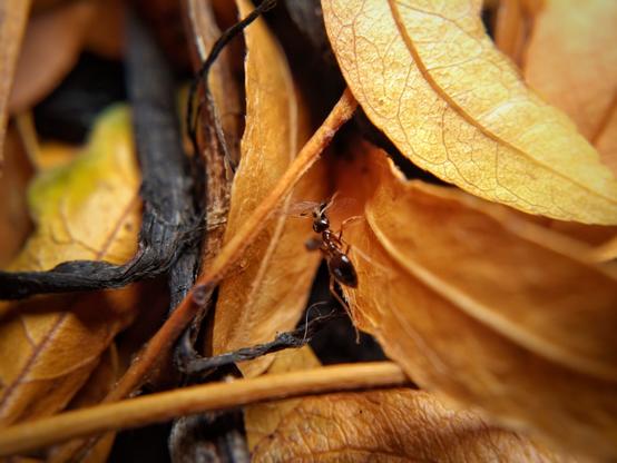 Amid yellow and golden-brown honey locust tree leaves and fragments of black wood mulch, a shiny black-brown ant with a pointed gaster carries a small black winged insect.