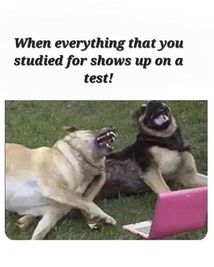 Two funny dogs chilling with a pink laptop