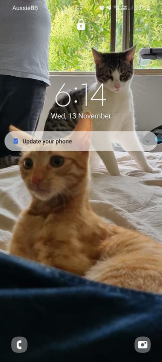 The same image as before but on a phone's lockscreen and cropped just to focus on the cats