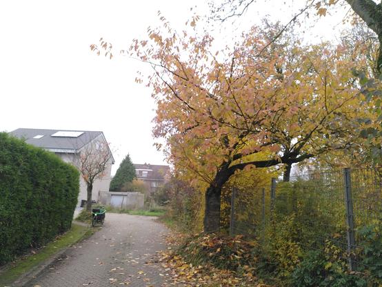 Blick entlang einer Straße. Rechts der Straße steht eine große Zierkirsche mit gelblich rotem Laub. Links am Ende einer grünen Hecke steht ein Lastenrad, dahinter eine deutlich kleinere Zierkirsche , die ihr Laub bereits verloren hat.
