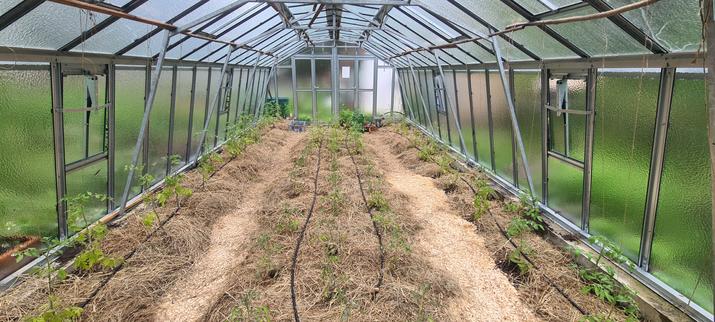 our greenhouse full with small tomato Plants in the start of may