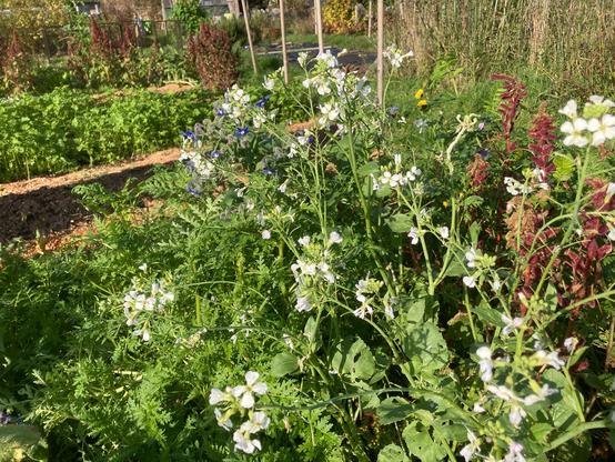 Plot flowers of the green manures in late autumn. Some white fodder radish, blue comfrey, red spires of callaloo with lots of phacelia foliage underneath.