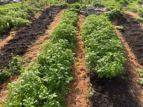 Growing beds with an almost orange brown sawdust in the footpaths in between. The two middle beds have lots of green manure foliage with the mustard and phacelia most visible. Either side and on the bed nearest there is a fresh, thin layer of bark fines compost. These beds have been sown with field beans on the left and broad beans on the right.