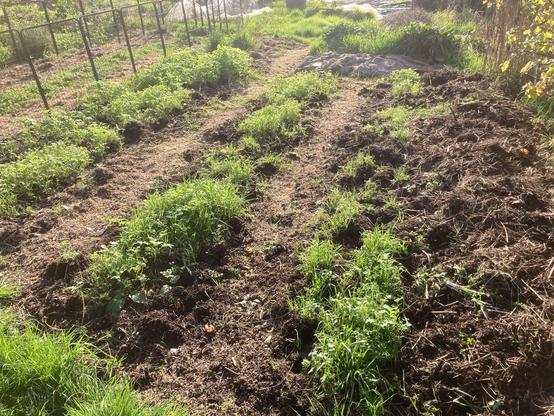 Three beds sown with green manures which are surviving in clumps. These beds have been regularly ravaged by badgers for weeks now. The badgers have been feasting on the plentiful worms. A windrow of compost lies along the right hand side bed.