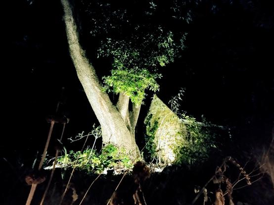 A view at night of the large holm oak in the museum gardens. The tree and the outbuilding by its side are lit from below.