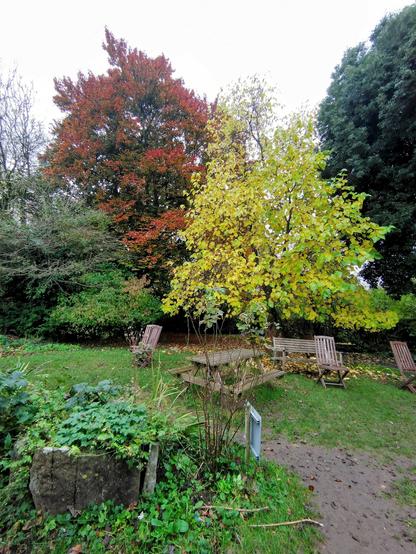 Autumn colours in the museum - the trees are turning lovely shades of red and yellow in the museum gardens.