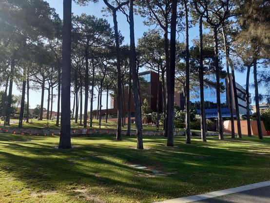 In the foreground, there's grass, dappled shade and many pine trees. In the background, the university library, a relatively new, multi-storey building made of mostly concrete and glass (it is very nice inside too, though, and the decaf coffee from the cafe was next level)