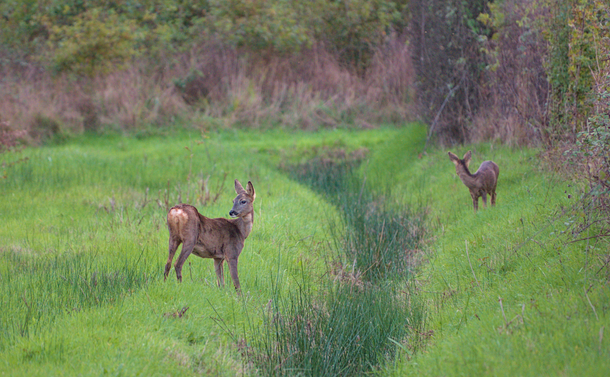 Deux chevreuils en train de manger près d'un fossé rempli de joncs. Two roe deer eating near a ditch full of rushes.