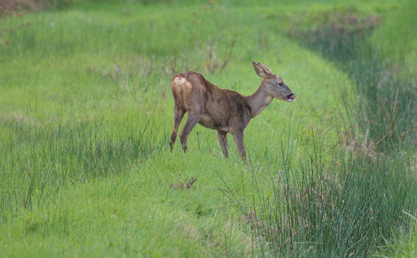 Détail sur un des chevreuils avec la langue qui sort de la bouche et qui lui donne un air marrant.
Detail of one of the deer with its tongue sticking out, giving it a funny look.