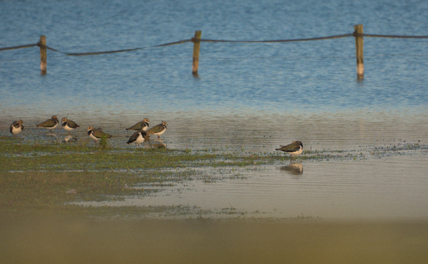 Des vanneaux huppés sur le bord d'un étang, un jour ensoleillé.
Nothern lapwings on the shore of a pond, on a sunny day