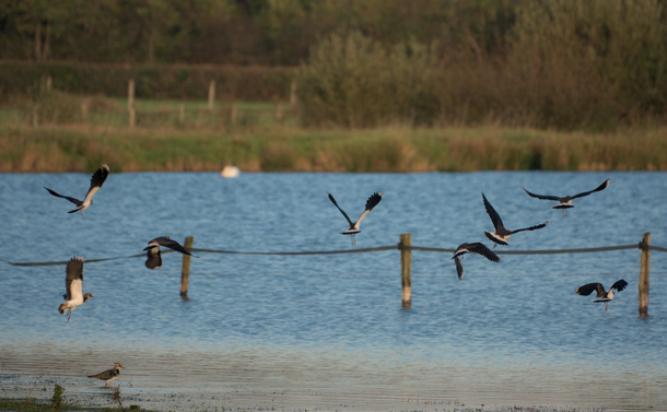 Des vanneaux huppés qui volent au dessus d'un étang. Nothern lapwings flying above a pond.