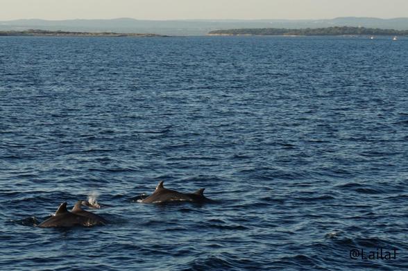 Fünf Delfine im Mittelmeer.