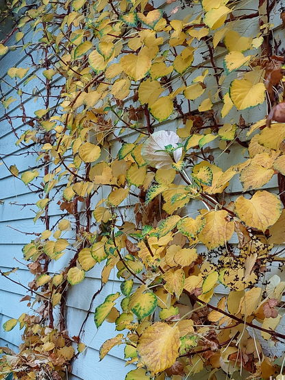 A white shiplap sided structure with brown vines covered with yellow fall leaves climbing up the wall.