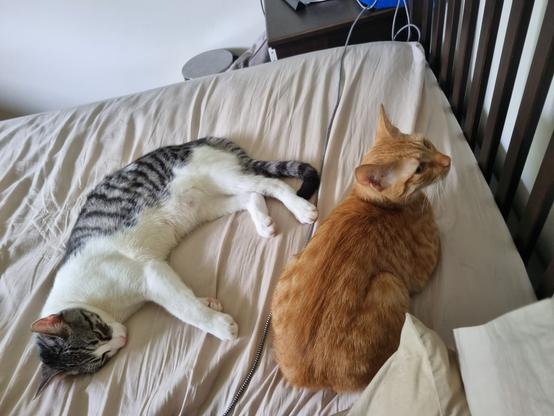 A grey and white cat, Gizmo, flopped on his side and sleeping on a bed. Macaroni, a ginger cat, is loaded up beside him