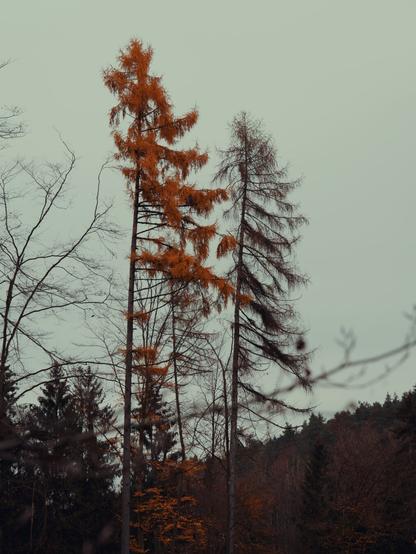 Two tall spruces in a forest. Both of them are dying. The needles of the left spruce have turned orange, which gives it an unrealistic, but beautiful look.
