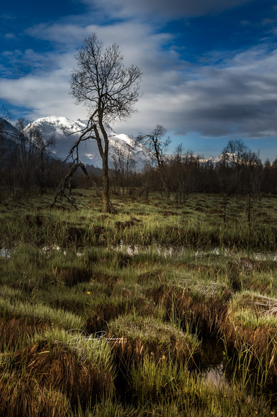 Das Bild zeigt eine herbstliche Landschaft mit einem einzelnen kahlen Baum im Vordergrund, der aus einem sumpfigen, grasbewachsenen Gebiet emporragt. Im Hintergrund sind schneebedeckte Berge zu sehen, die von dramatischen Wolken und einem blauen Himmel umgeben sind. Das Licht lässt die schneebedeckten Gipfel hell leuchten und verleiht dem Bild eine mystische Atmosphäre. Die Vegetation im Vordergrund ist detailliert und kontrastiert mit der Dunkelheit des sumpfigen Bodens, wodurch eine besondere Tiefe entsteht.