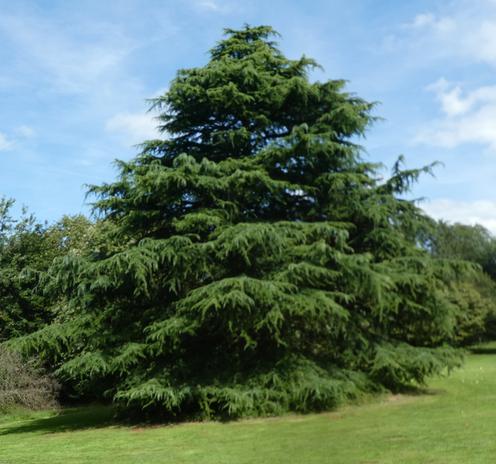 A grand, well-proportioned tree