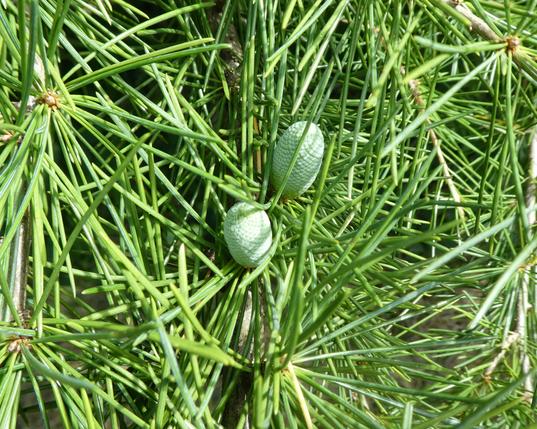 Cute little blue cones, nestling in the needles