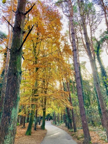 Surrounded by bare lichen covered trunks, reaching for the sky, are a couple of leafy beech trees resplendent in shades of gold, amber and bronze. A grey path meanders through the trees
