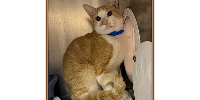 An orange and white tabby sits upright looking back over his shoulder