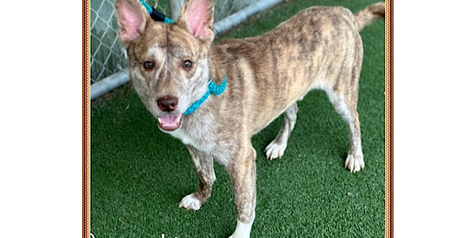 A pale brindle dog, described as a malamute mix, stands on a lawn and looks toward the camera