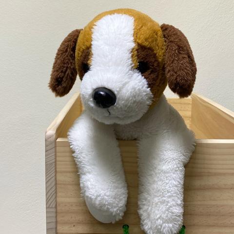 Stofftier-Hund, der am Rand einer Kiste sitzt.