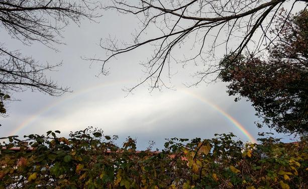 A rainbow against a sky that's partly grey and partly brightening with returning sunlight. In the foreground are bare, overhanging tree branches and a wild, weedy blackberry hedge