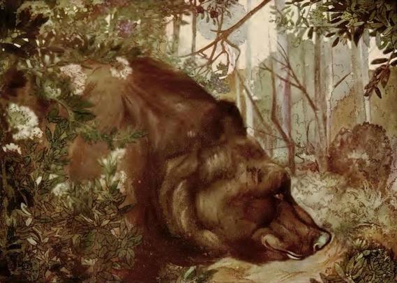 Baloo the Bear, as illustrated by M. & E. Detmold
