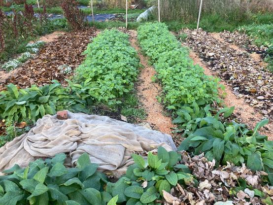 Allotment beds all ready for overwintering with either a surface mulch of compost and leaf litter or of green manures. Comfrey is growing in the foreground. Some white alyssum is still flowering in some of the pathways. Some hessian is covering an area where couch grass was coming up. The couch grass is under a layer of compost, sheep wool, cardboard and hessian.