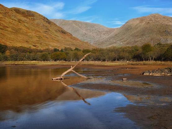 A weathered piece of driftwood juts diagonally from the muddy shoreline of Loch Awe, its reflection perfectly mirrored in the calm waters, whilst the rugged Scottish Highlands rise dramatically in the background, their autumn-tinged slopes glowing golden-brown beneath a bright blue sky, with a line of deciduous trees forming a natural boundary between the mountains and the loch's edge.